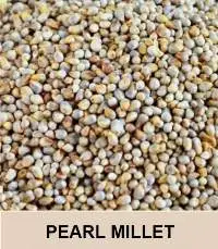 Pearl Millet ( Bajra)