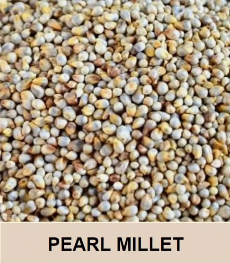 Pearl Millet ( Bajra)