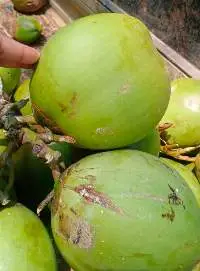 Tender Coconut