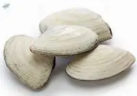 Clams (Semele Corrugata)