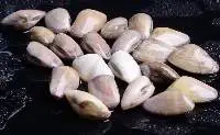 Baby Clams (Donax Aspen)