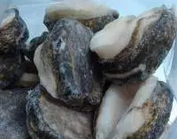 Abalone (Concholapas Concholapas)