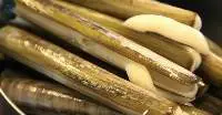 Razor Clams