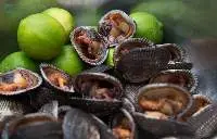 Blood clams (A. Tuberculosa)
