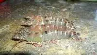 Fresh Sea Products Shrimp