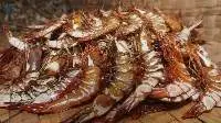 Dry Fish Maw (All Fish dry)
