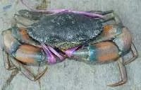 Live Crab