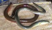 Eel Fish