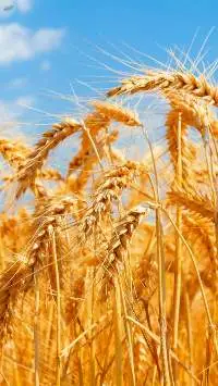 Wheat