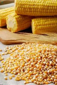 Corn