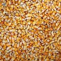 Yellow Corn Crop 2023