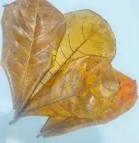 Catappa Leaves