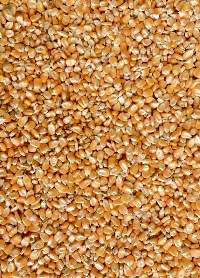 Yellow Maize