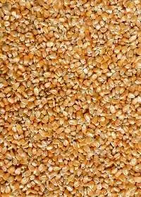 Yellow Maize