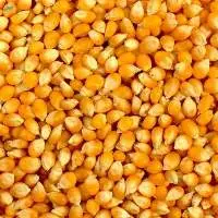 Yellow Maize / Corn