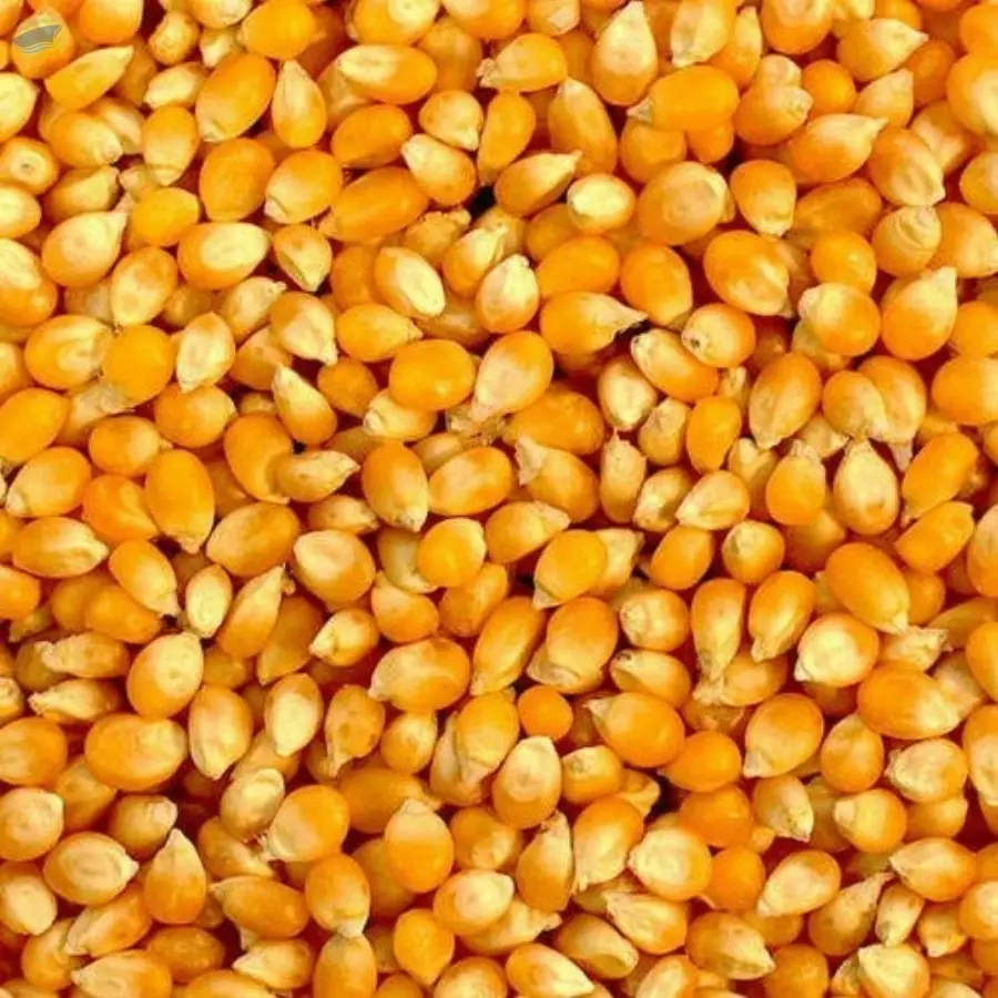 Yellow Maize / Corn