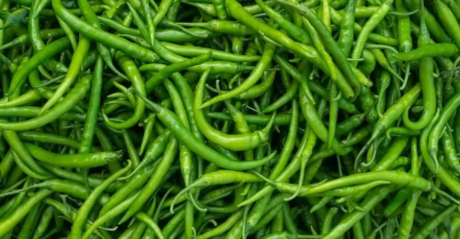 Fresh Green Chilly