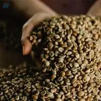 Robusta Coffee