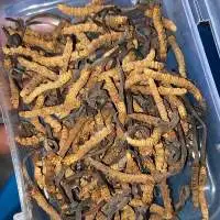 Cordyceps Sinensis ( Caterpillar fungus)