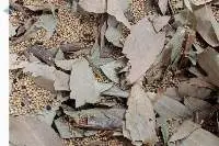 Garam Masala Whole