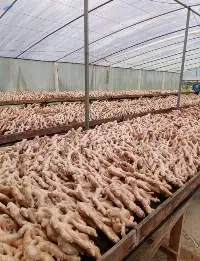 Fresh Ginger
