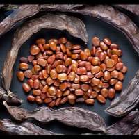 Carob Seeds