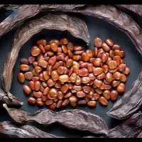 Carob Seeds