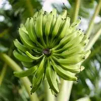 Cavendish Banana