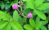 Touch Me Not Plant (Mimosa Pudica)