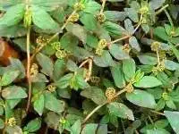 Amman Pacharisi (Euphorbia Hirta)