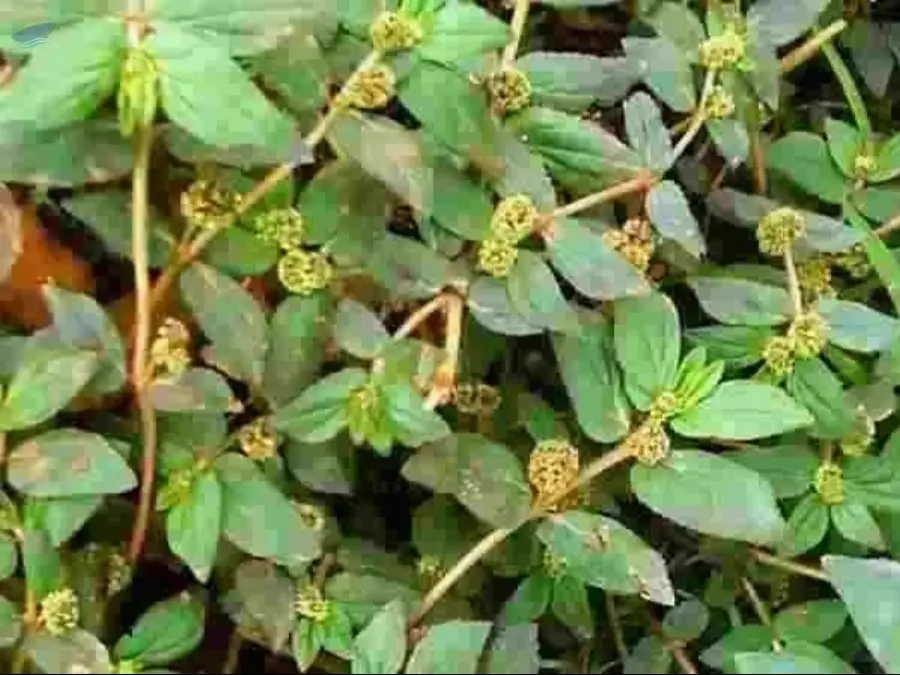 Amman Pacharisi (Euphorbia Hirta)