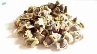 Moringa Seeds (Moringa oleifera)