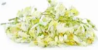 Moringa Flower (Moringa oleifera)