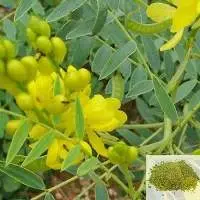 Senna Dried Leaves (Senna alexandrina)