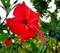 Hibiscus (Hibiscus rosa-sinensis)