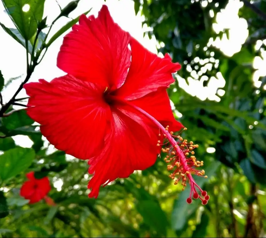 Hibiscus (Hibiscus rosa-sinensis)
