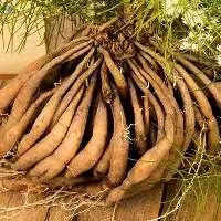 Shatavari (Asparagus Racemosus)