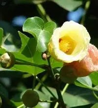 Thespesia Populnea