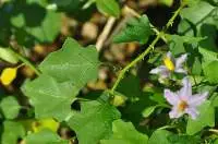 Thoothuvalai  (Solanum Trilobatum)