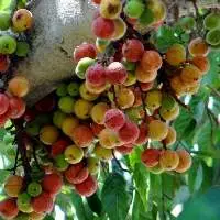 Cluster Fig Seeds ( Ficus Racemosa)