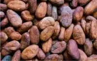 Cocoa