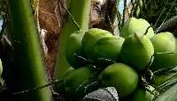 Coconut