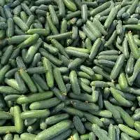 English Cucumber
