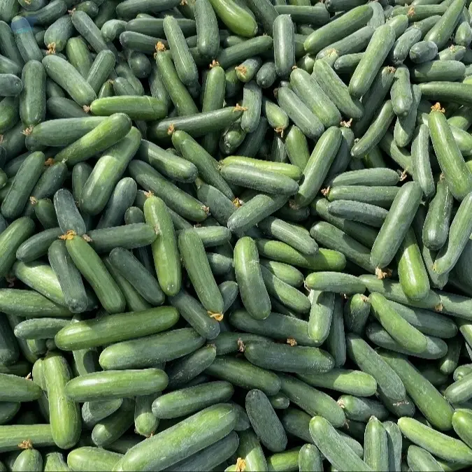 English Cucumber