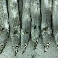 Ribbon Fish