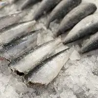 Sardine