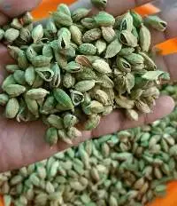 Cardamom