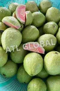Frozen Guava Vietnam