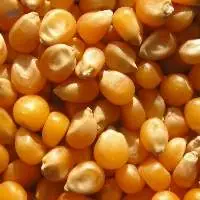 Corn