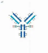 Protein Characterization Structure Analysis